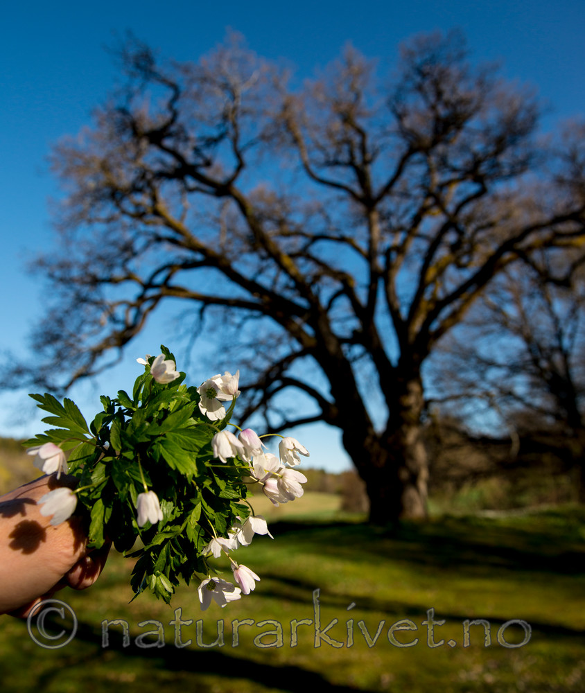 BB 15 0059 / Anemone nemorosa / Hvitveis <br /> Quercus robur / Sommereik
