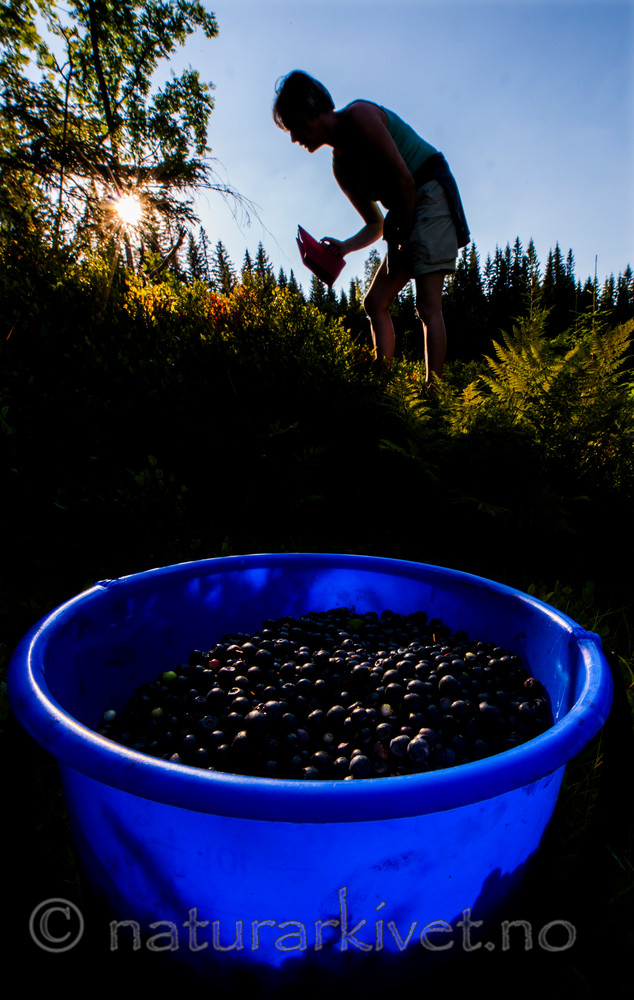 BB 15 0083 / Vaccinium myrtillus / Blåbær