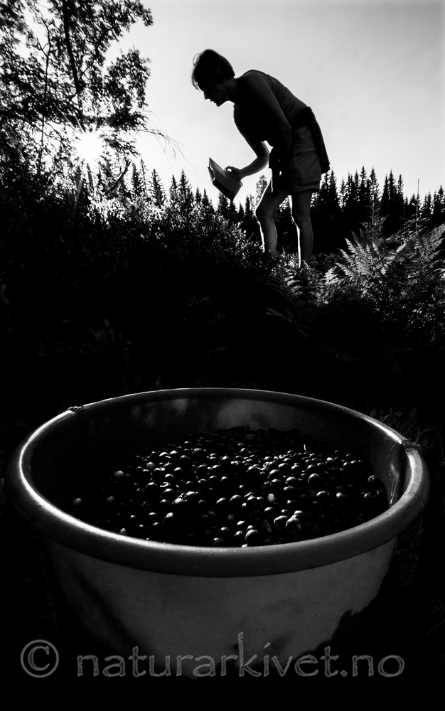 BB 15 0084 / Vaccinium myrtillus / Blåbær