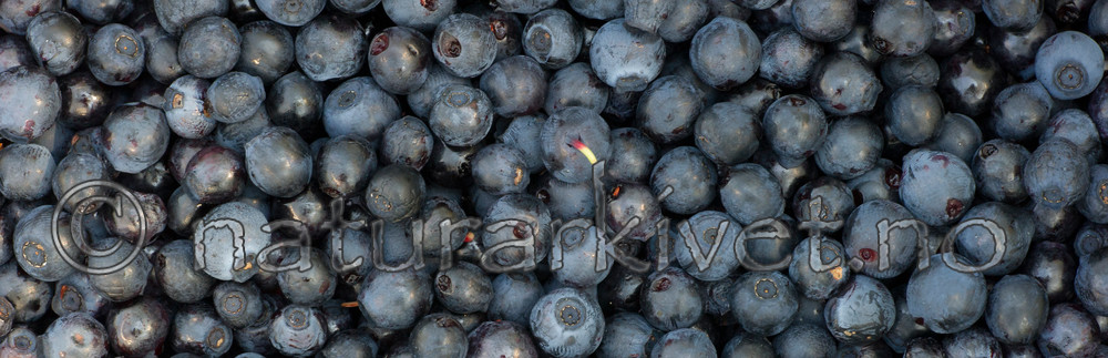 BB 15 0087 / Vaccinium myrtillus / Blåbær