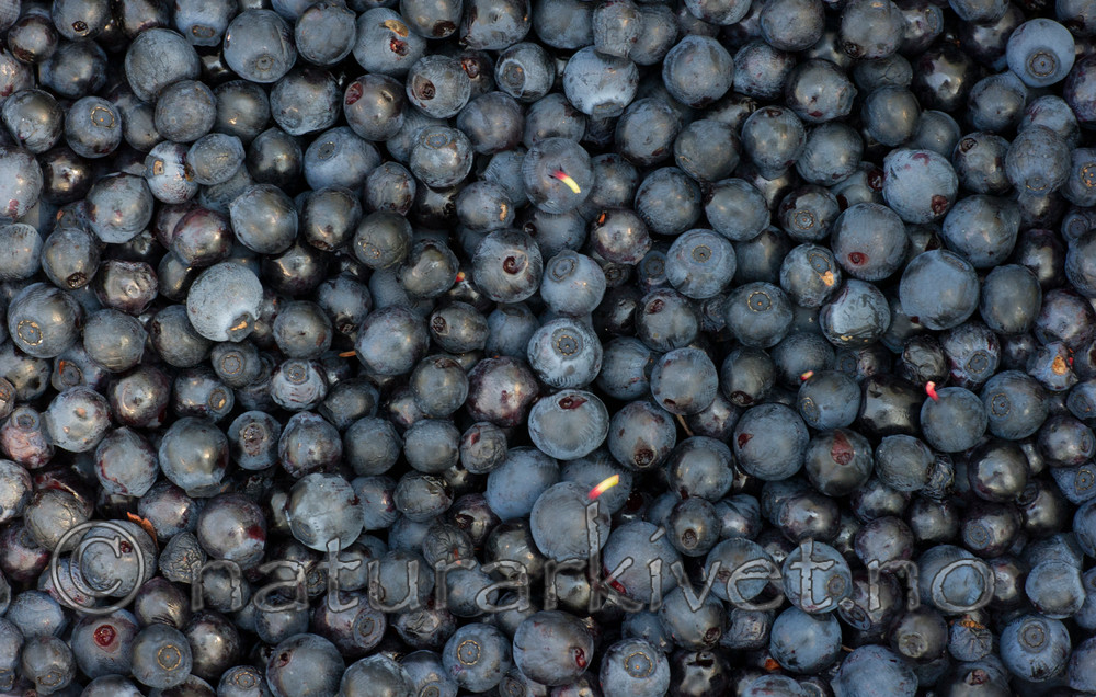 BB 15 0088 / Vaccinium myrtillus / Blåbær
