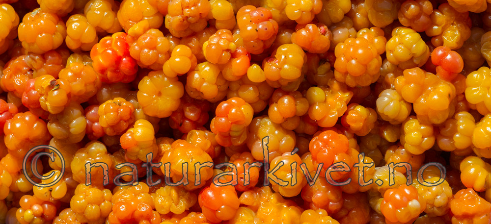 BB 15 0092 / Rubus chamaemorus / Molte