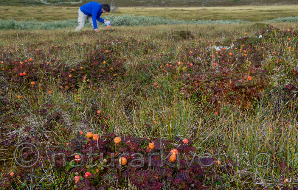 BB 15 0103 / Rubus chamaemorus / Molte