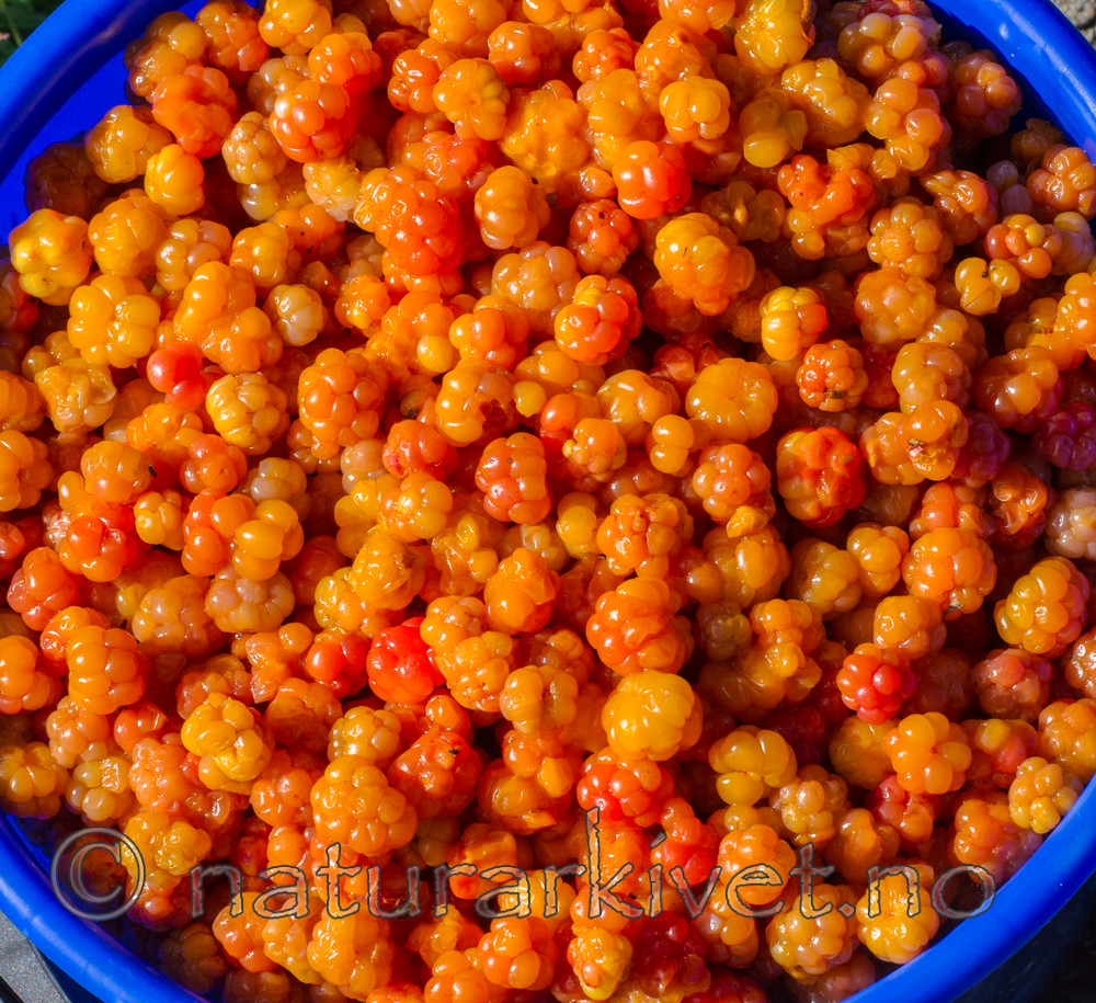 BB 15 0107 / Rubus chamaemorus / Molte