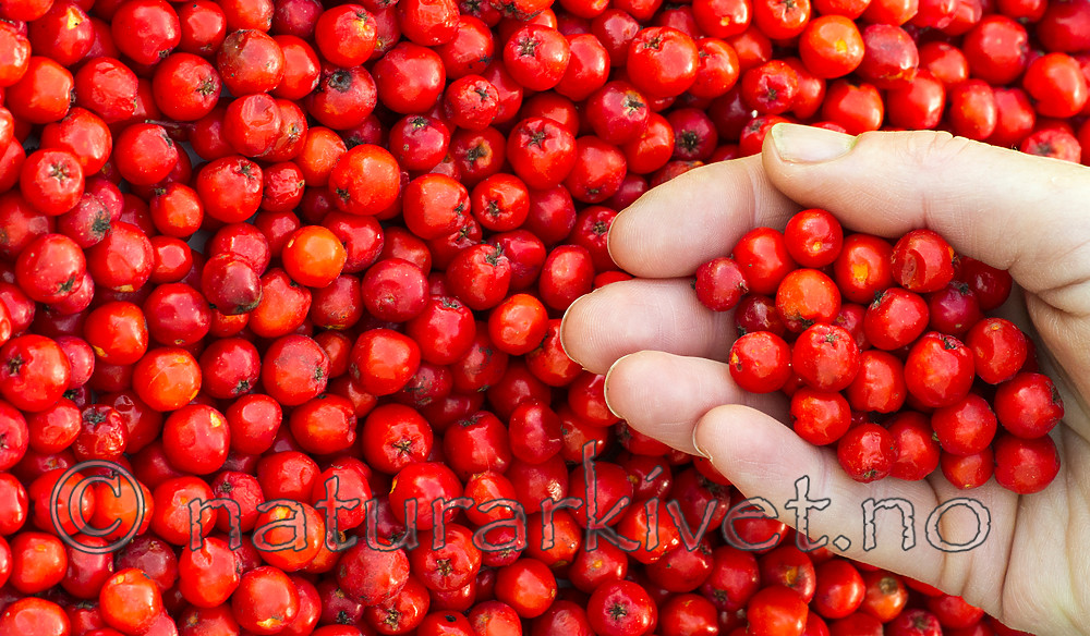 BB 15 0109 / Sorbus aucuparia / Rogn