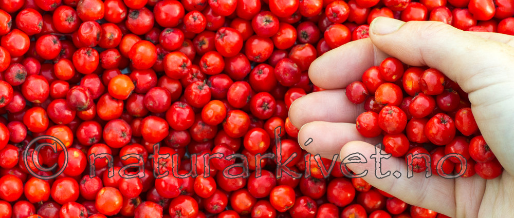 BB 15 0110 / Sorbus aucuparia / Rogn