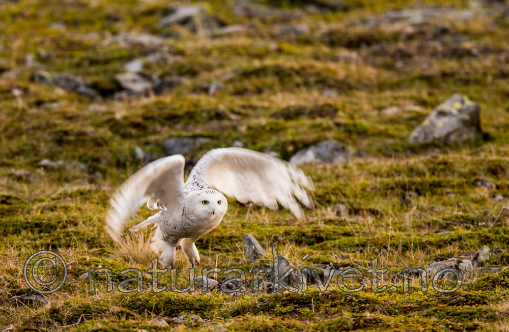 BB 15 0121 / Bubo scandiacus / Snøugle