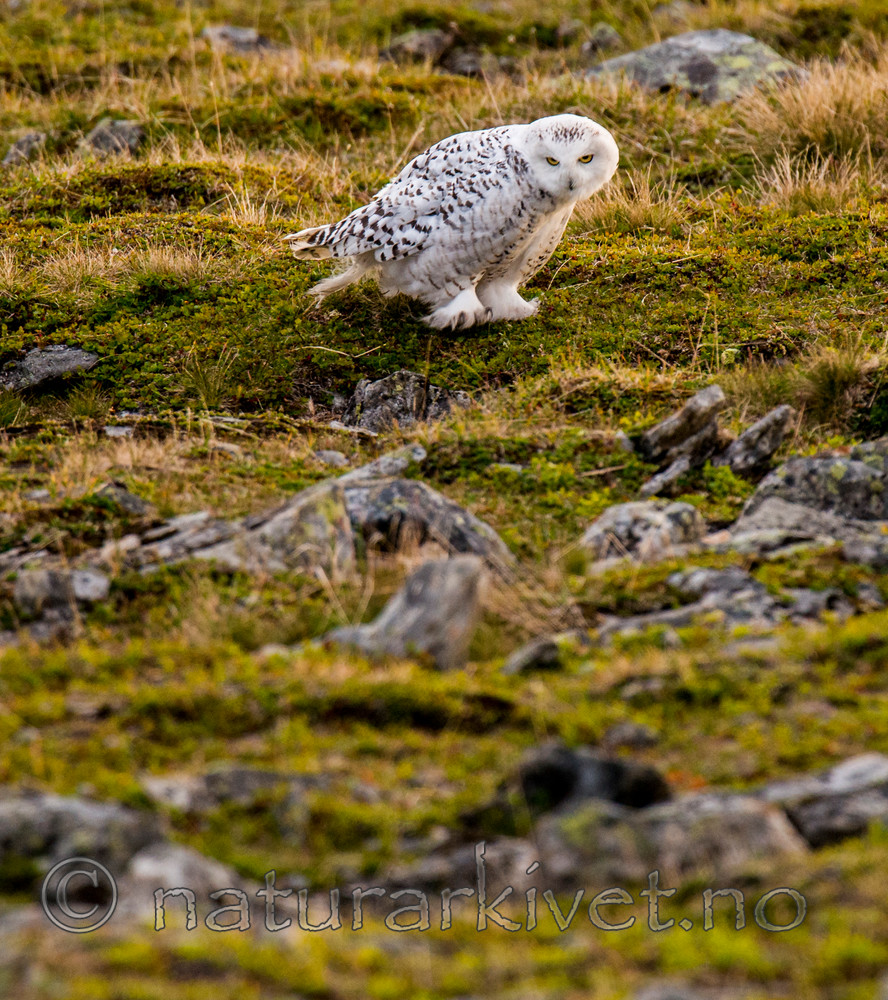 BB 15 0122 / Bubo scandiacus / Snøugle
