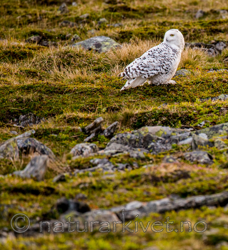 BB 15 0123 / Bubo scandiacus / Snøugle