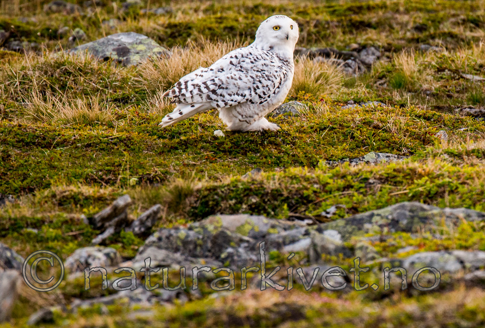 BB 15 0124 / Bubo scandiacus / Snøugle