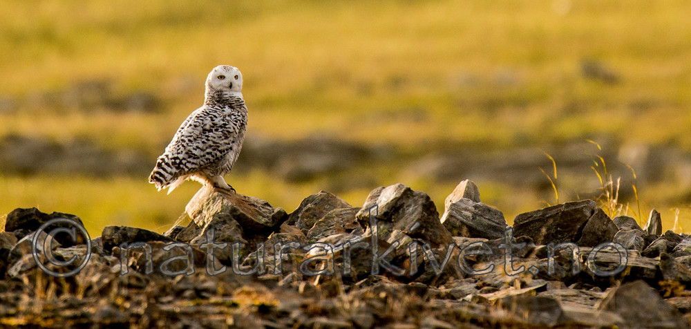BB 15 0125 / Bubo scandiacus / Snøugle