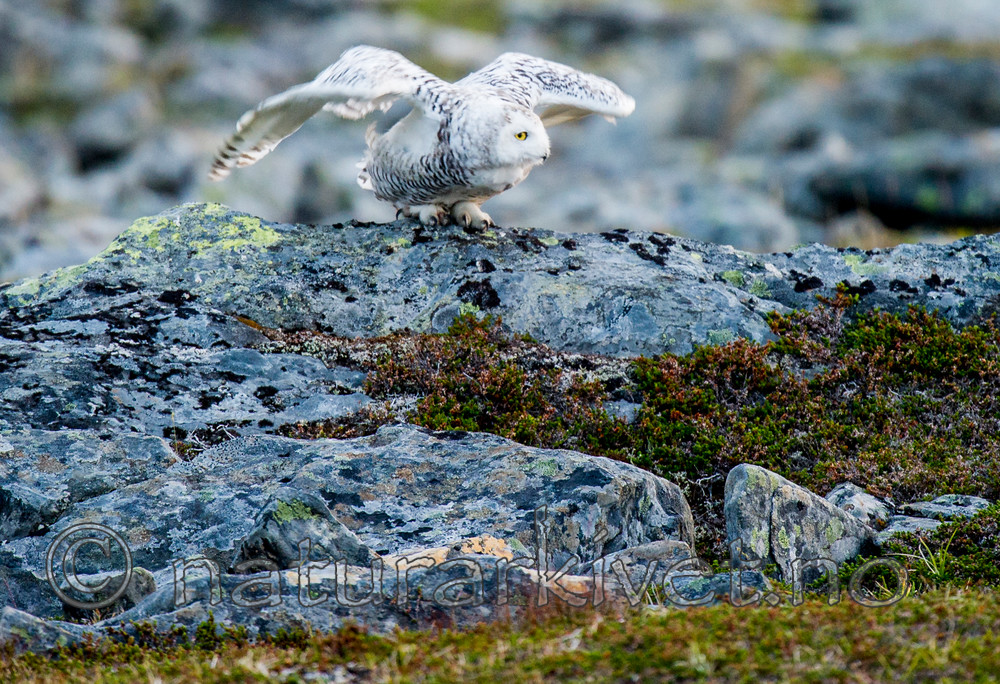 BB 15 0128 / Bubo scandiacus / Snøugle