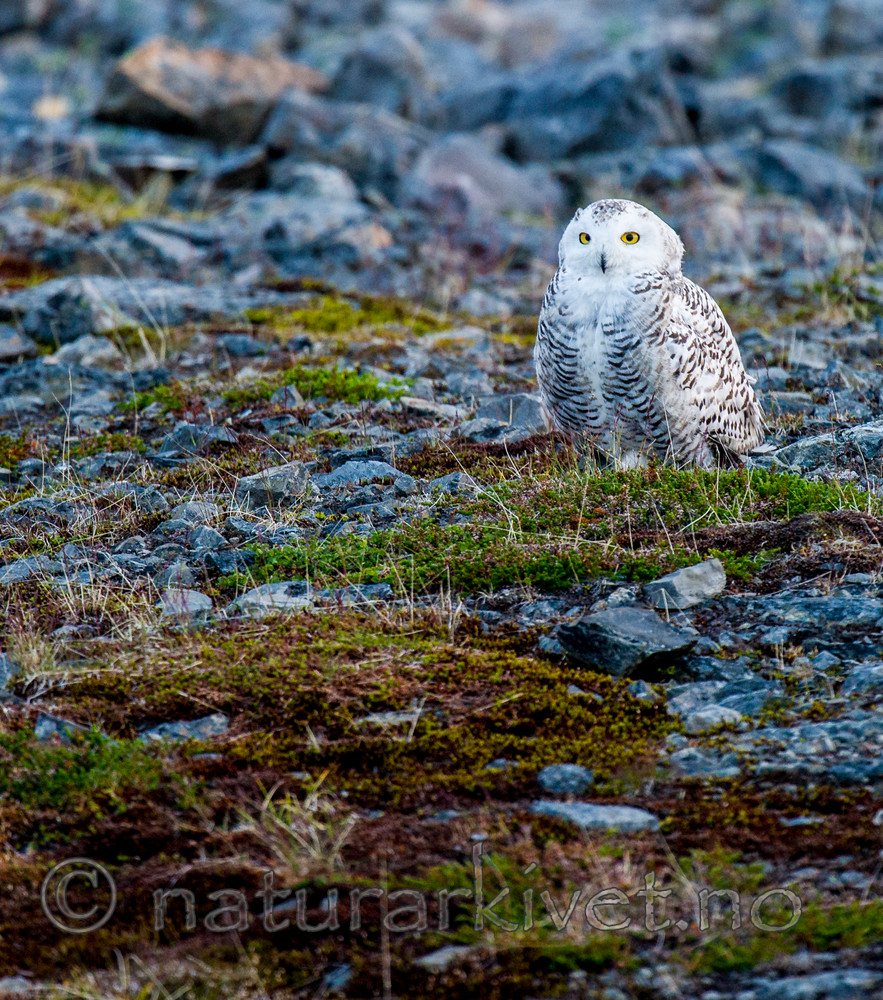 BB 15 0129 / Bubo scandiacus / Snøugle