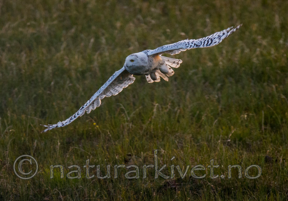 BB 15 0131 / Bubo scandiacus / Snøugle
