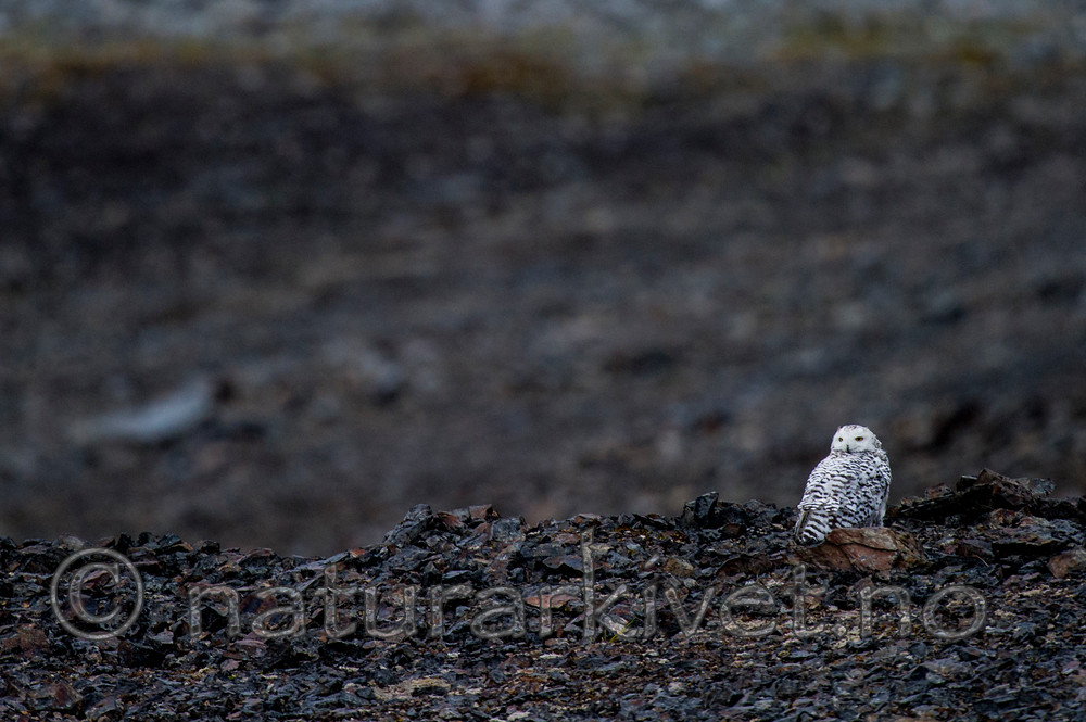 BB 15 0134 / Bubo scandiacus / Snøugle