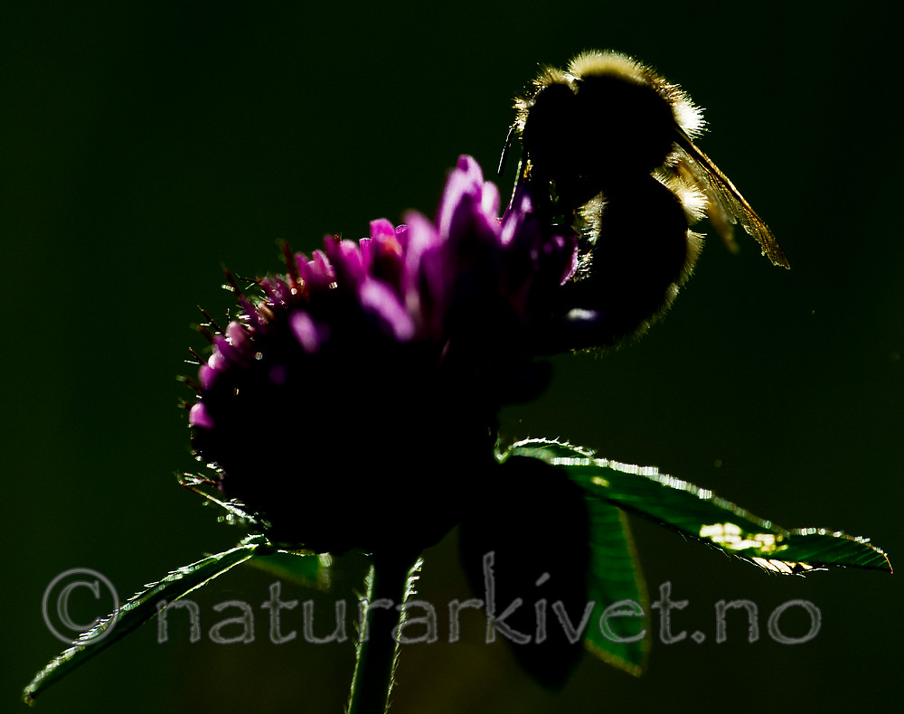 BB 15 0136 / Bombus distinguendus / Kløverhumle <br /> Trifolium pratense / Rødkløver