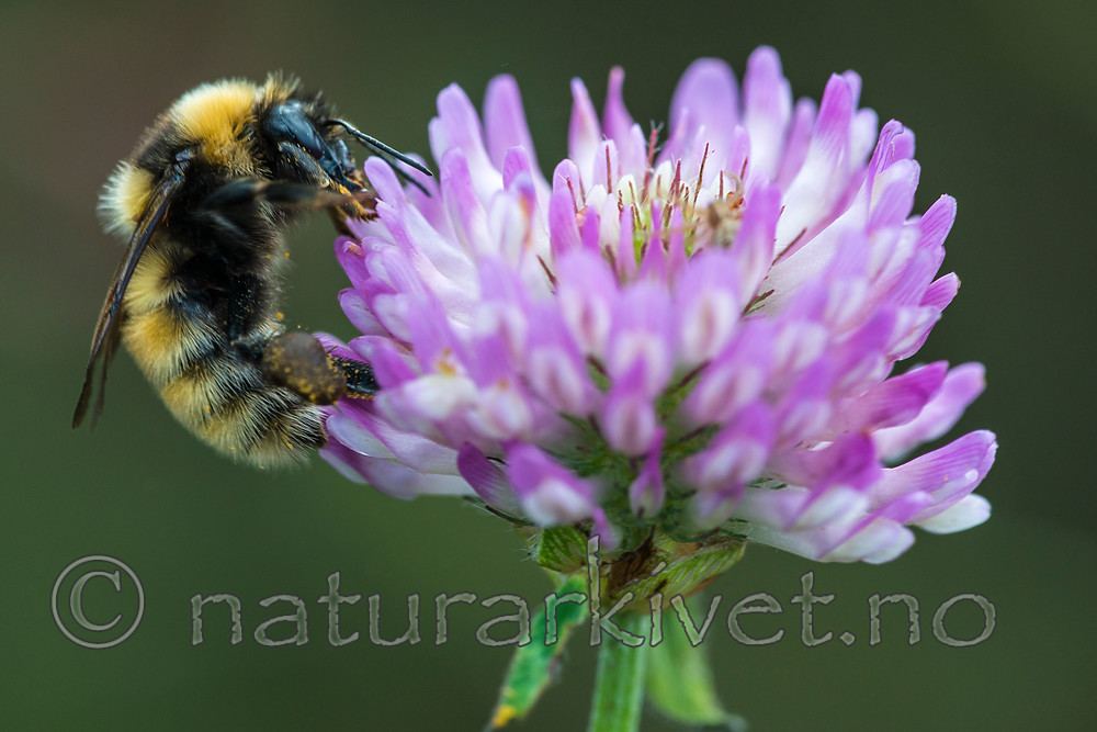 BB 15 0139 / Bombus distinguendus / Kløverhumle <br /> Trifolium pratense / Rødkløver