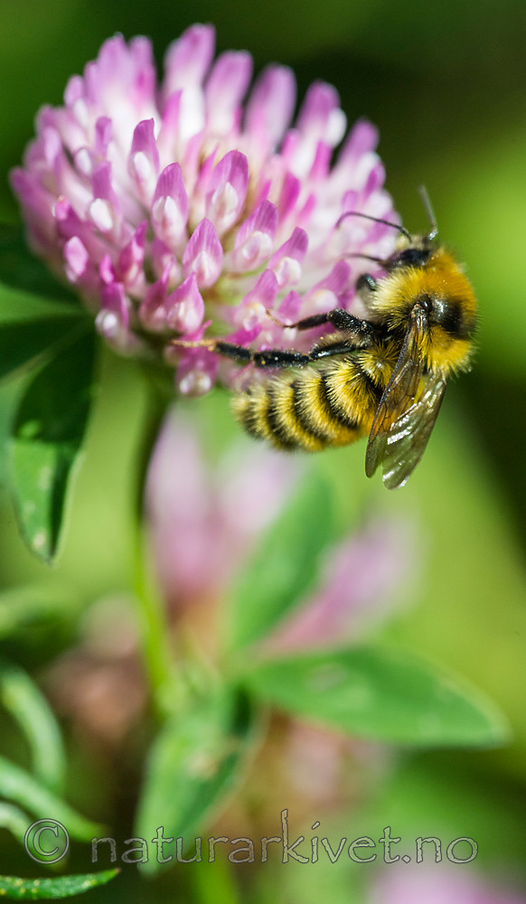 BB 15 0141 / Bombus distinguendus / Kløverhumle <br /> Trifolium pratense / Rødkløver