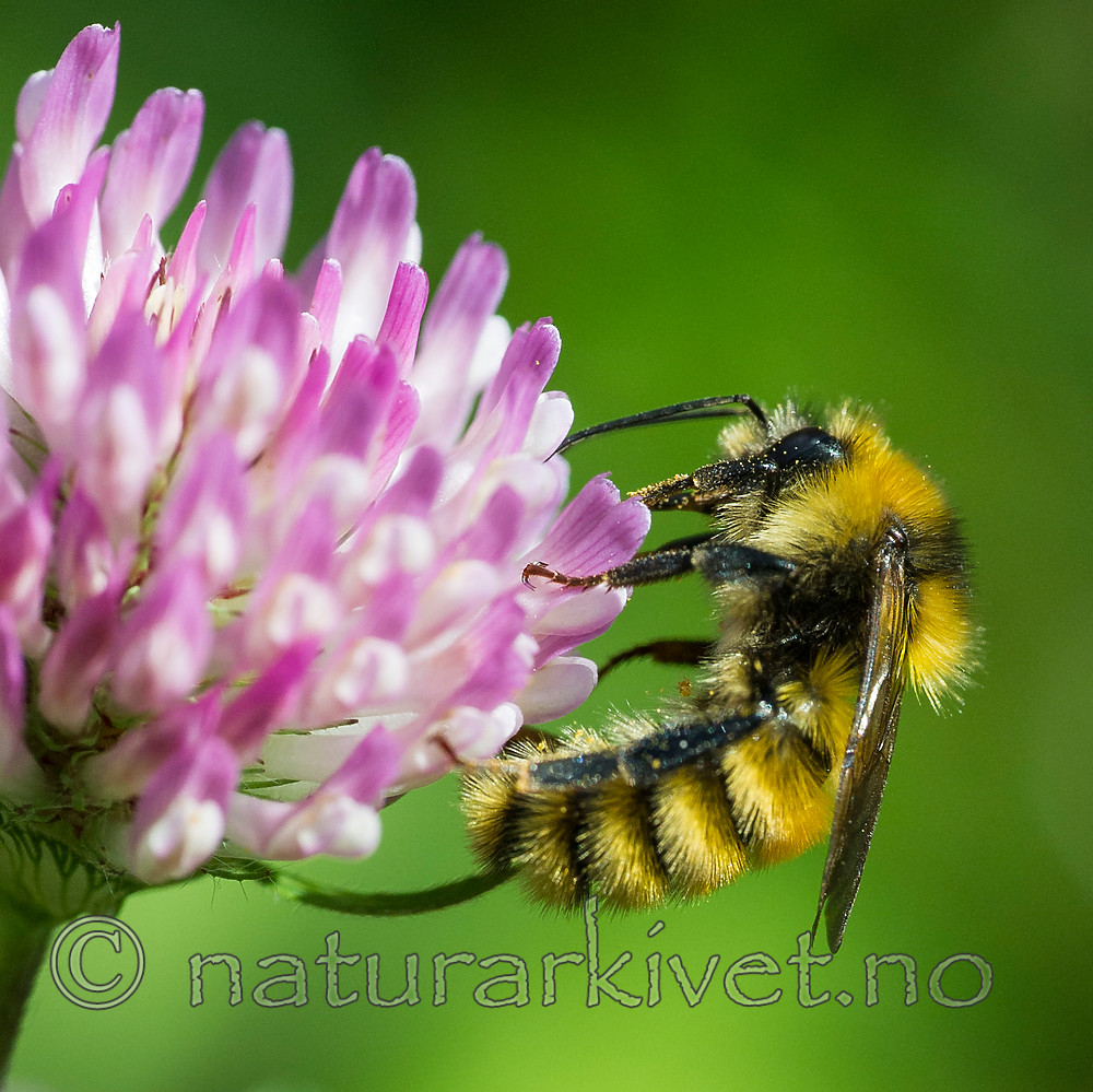 BB 15 0142 / Bombus distinguendus / Kløverhumle <br /> Trifolium pratense / Rødkløver