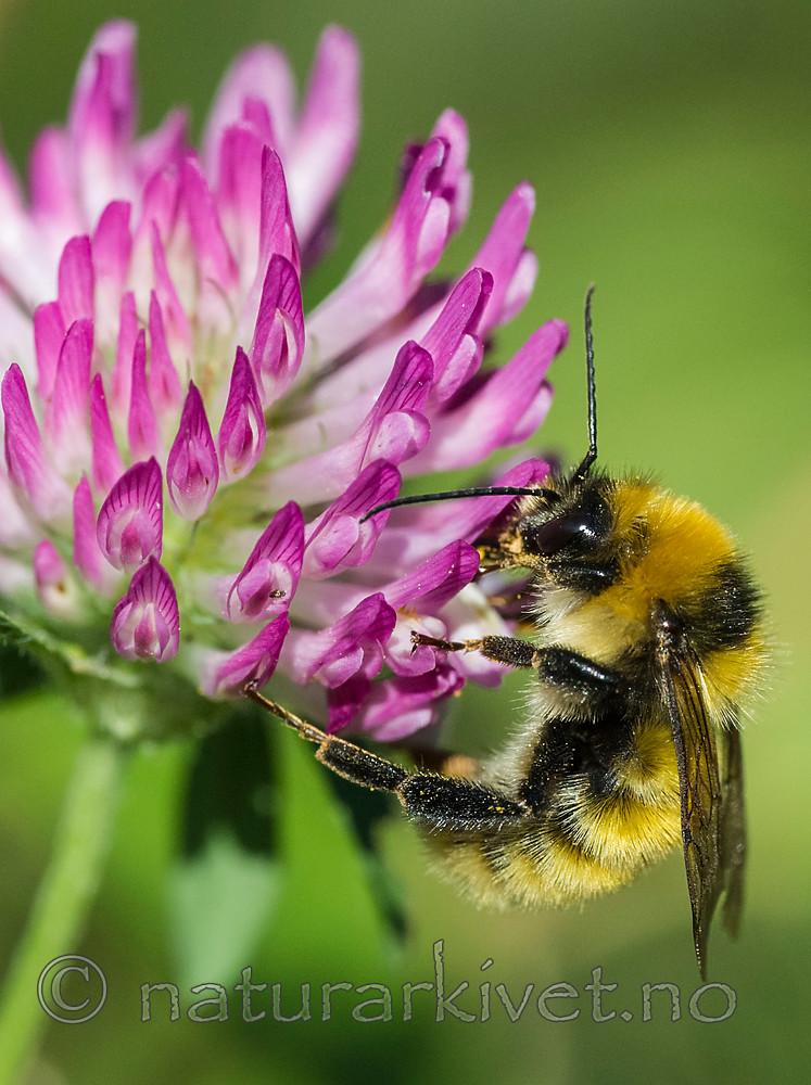 BB 15 0145 / Bombus distinguendus / Kløverhumle <br /> Trifolium pratense / Rødkløver