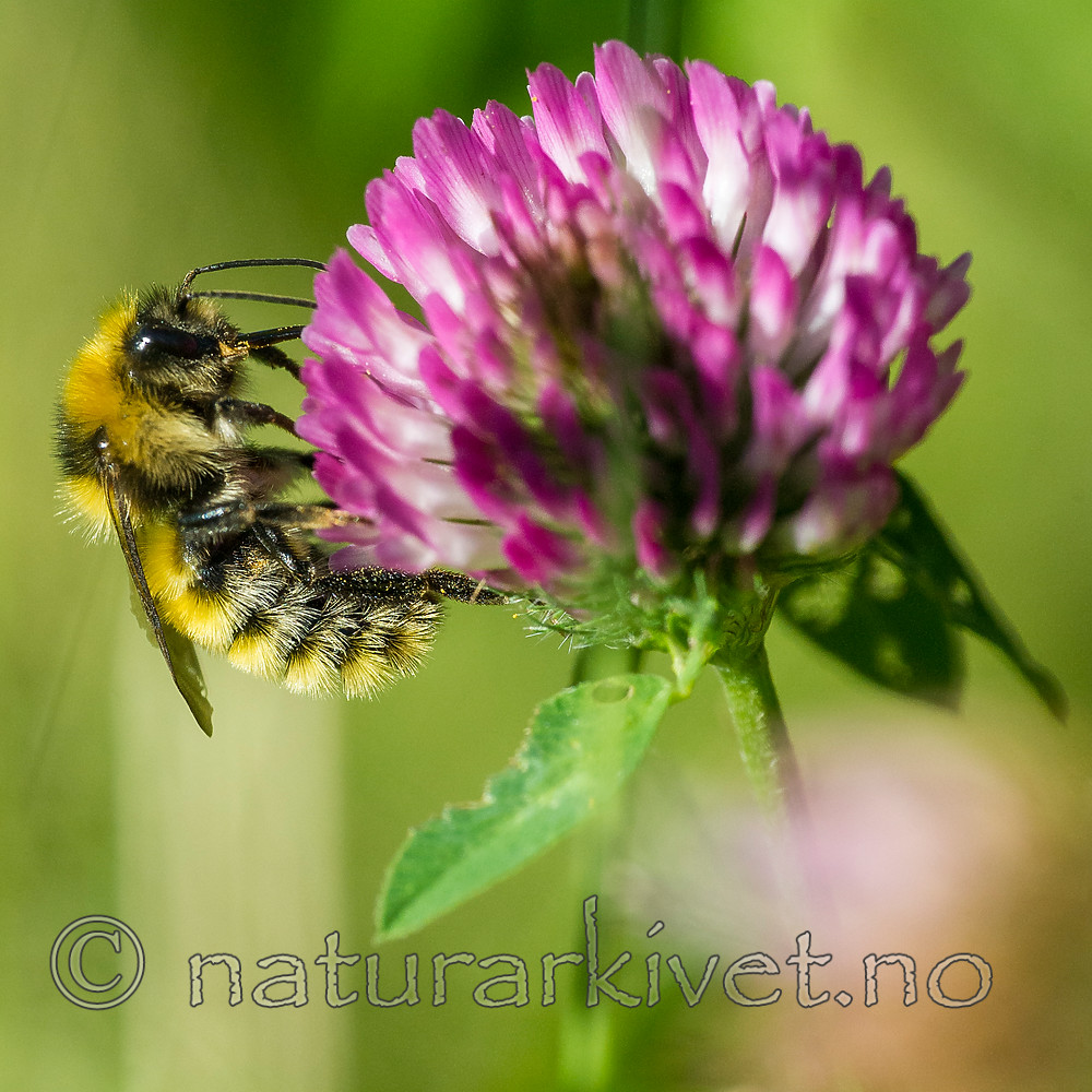 BB 15 0146 / Bombus distinguendus / Kløverhumle <br /> Trifolium pratense / Rødkløver