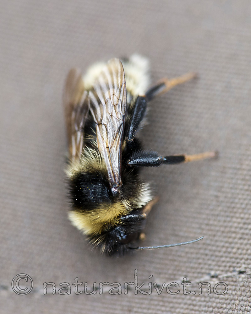 BB 15 0150 / Bombus subterraneus / Slåttehumle
