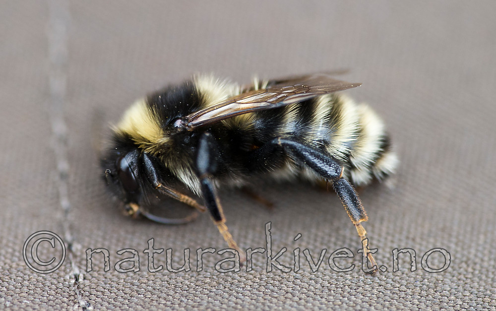 BB 15 0151 / Bombus subterraneus / Slåttehumle