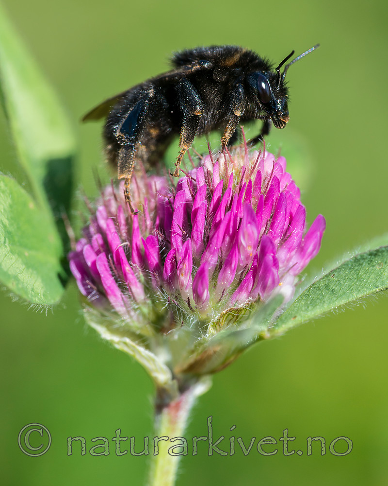 BB 15 0153 / Bombus subterraneus / Slåttehumle <br /> Trifolium pratense / Rødkløver