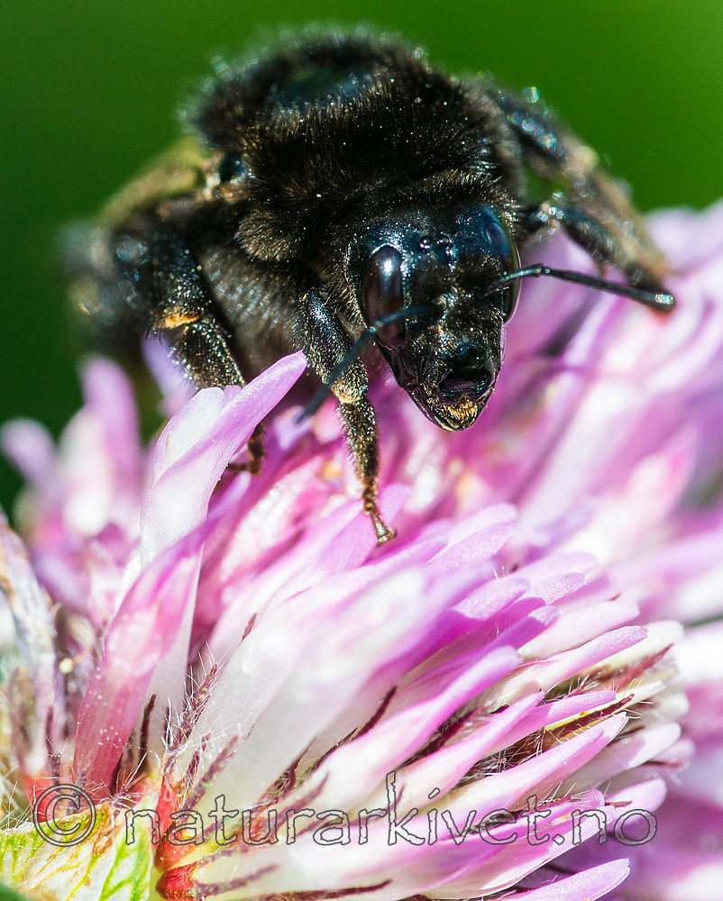 BB 15 0156 / Bombus subterraneus / Slåttehumle <br /> Trifolium pratense / Rødkløver