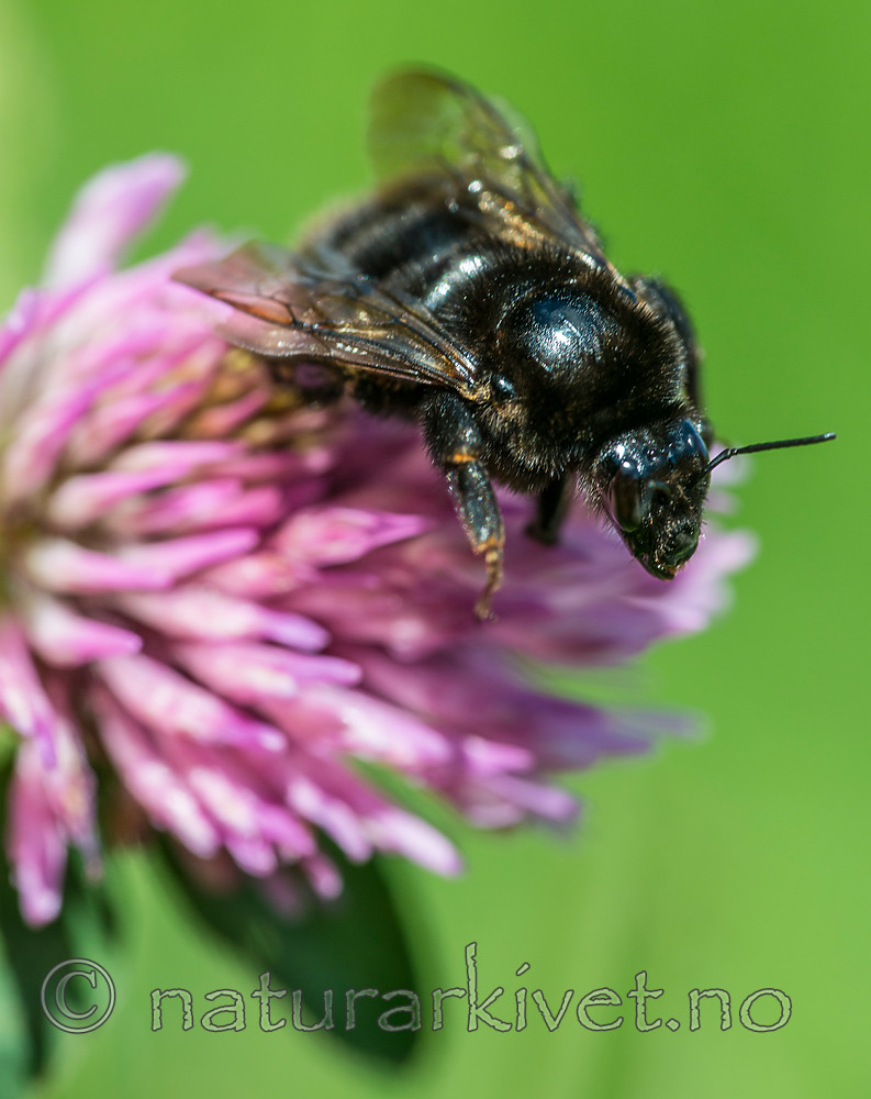 BB 15 0158 / Bombus subterraneus / Slåttehumle <br /> Trifolium pratense / Rødkløver