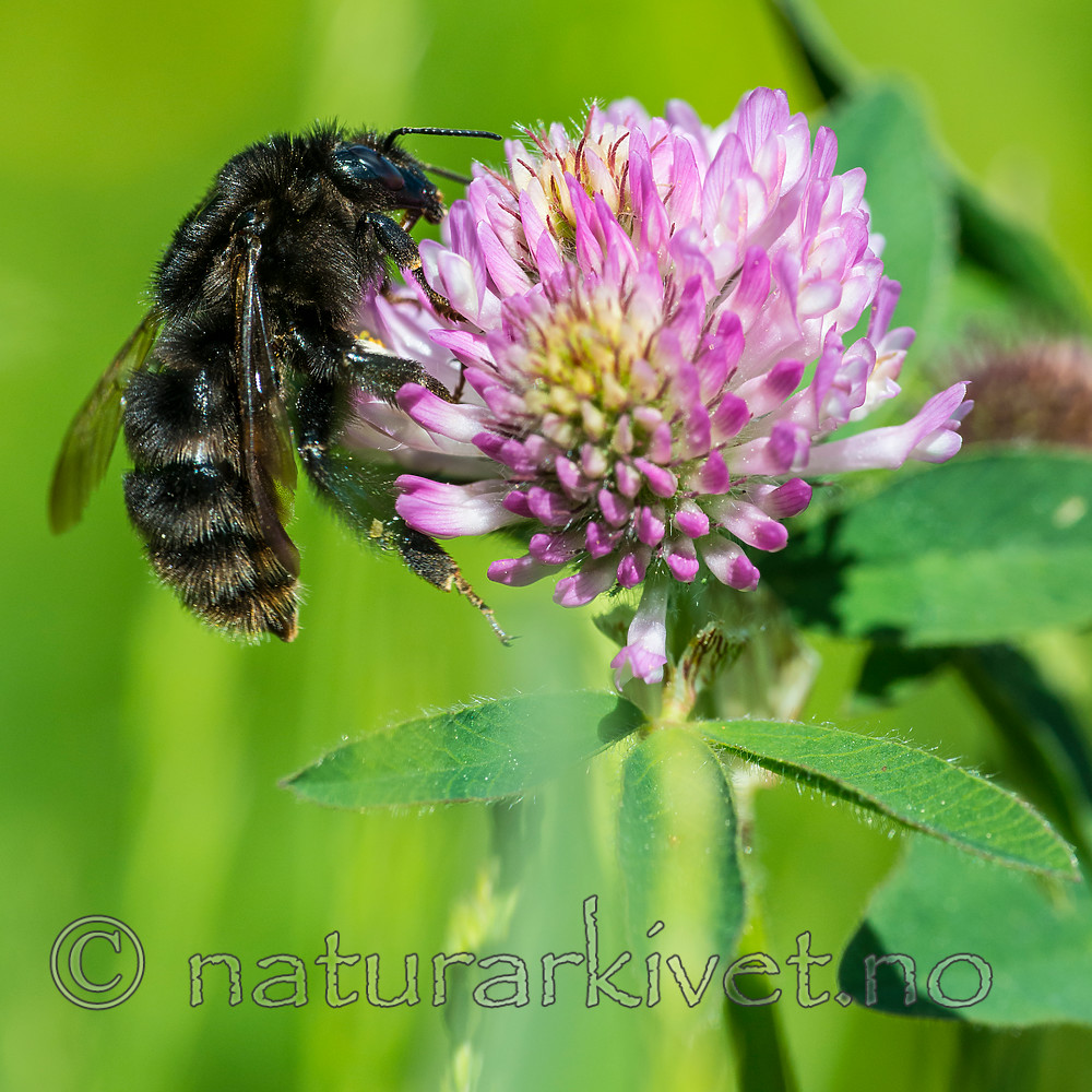 BB 15 0160 / Bombus subterraneus / Slåttehumle <br /> Trifolium pratense / Rødkløver