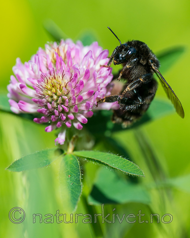 BB 15 0161 / Bombus subterraneus / Slåttehumle <br /> Trifolium pratense / Rødkløver