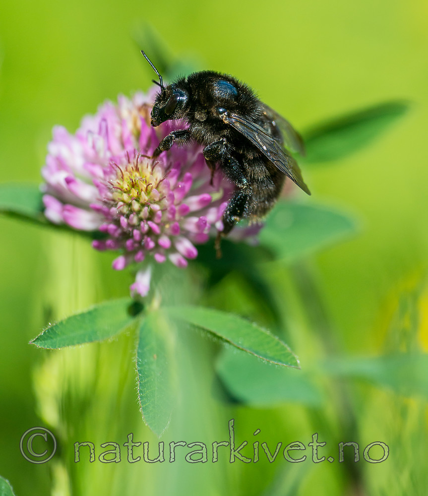 BB 15 0162 / Bombus subterraneus / Slåttehumle <br /> Trifolium pratense / Rødkløver