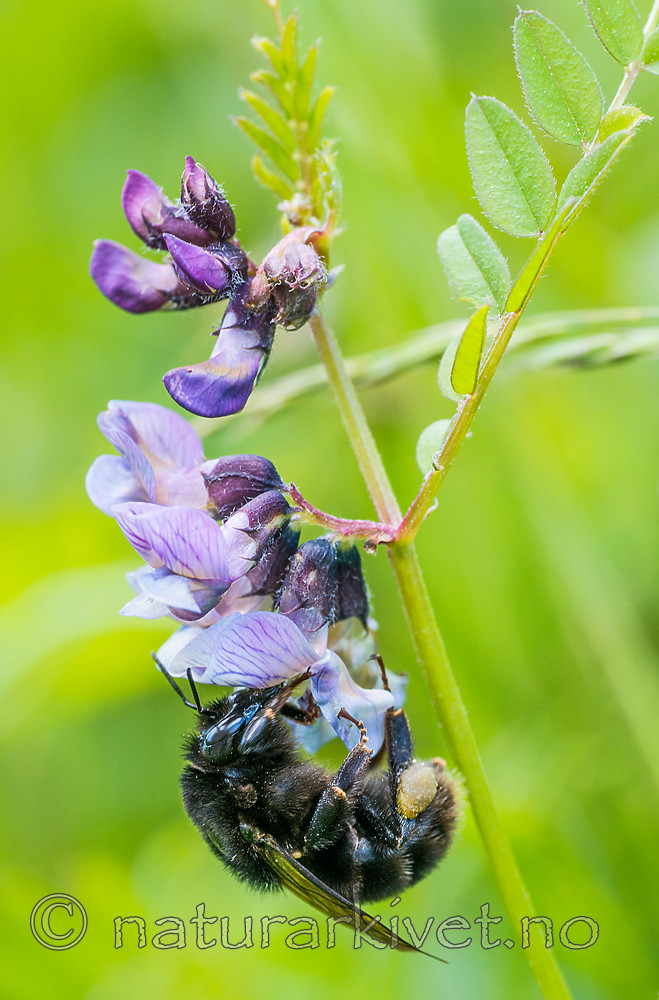 BB 15 0166 / Bombus subterraneus / Slåttehumle <br /> Vicia sepium / Gjerdevikke