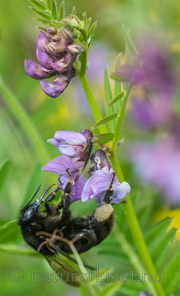 BB 15 0169 / Bombus subterraneus / Slåttehumle <br /> Vicia sepium / Gjerdevikke