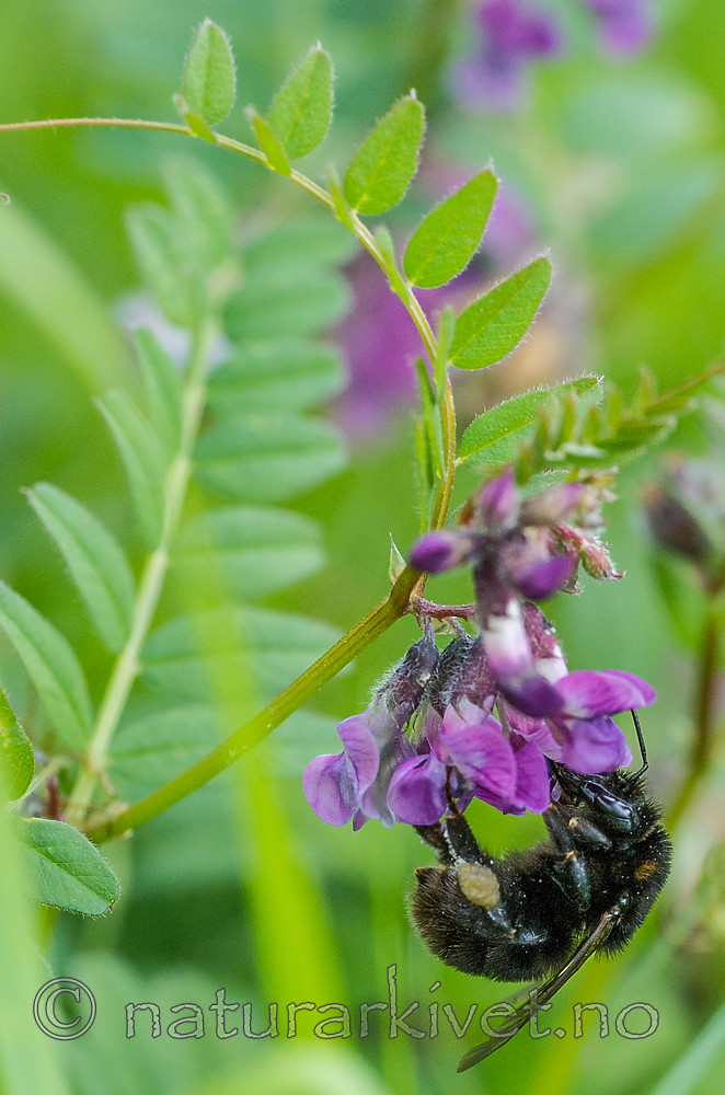BB 15 0170 / Bombus subterraneus / Slåttehumle <br /> Vicia sepium / Gjerdevikke