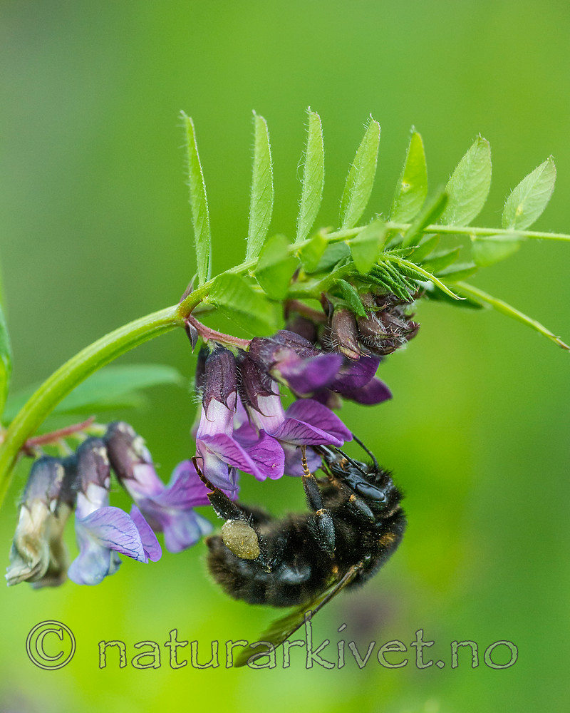 BB 15 0173 / Bombus subterraneus / Slåttehumle <br /> Vicia sepium / Gjerdevikke
