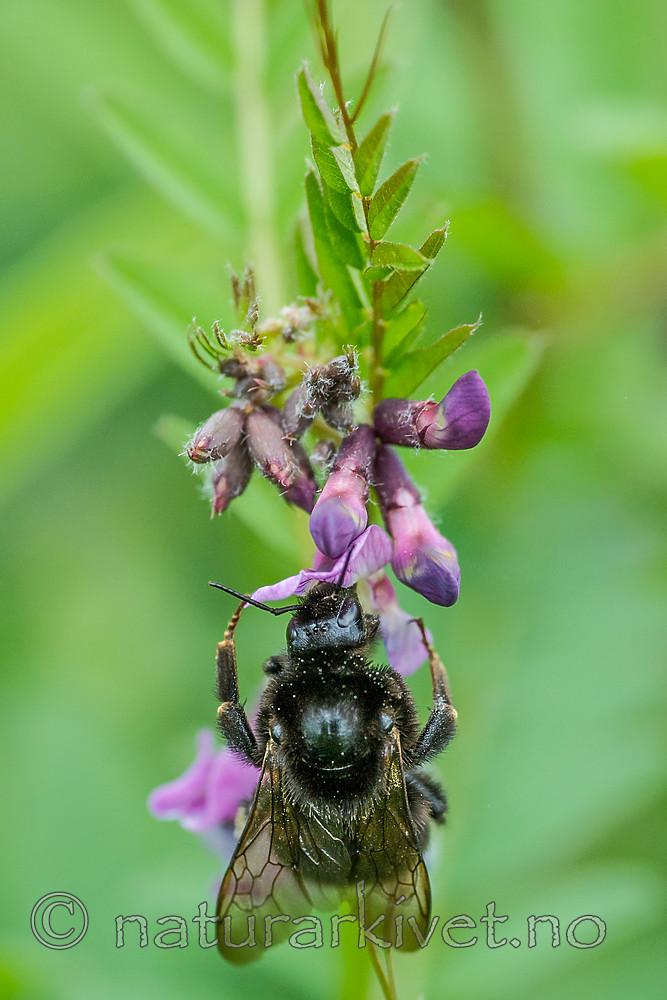 BB 15 0174 / Bombus subterraneus / Slåttehumle <br /> Vicia sepium / Gjerdevikke