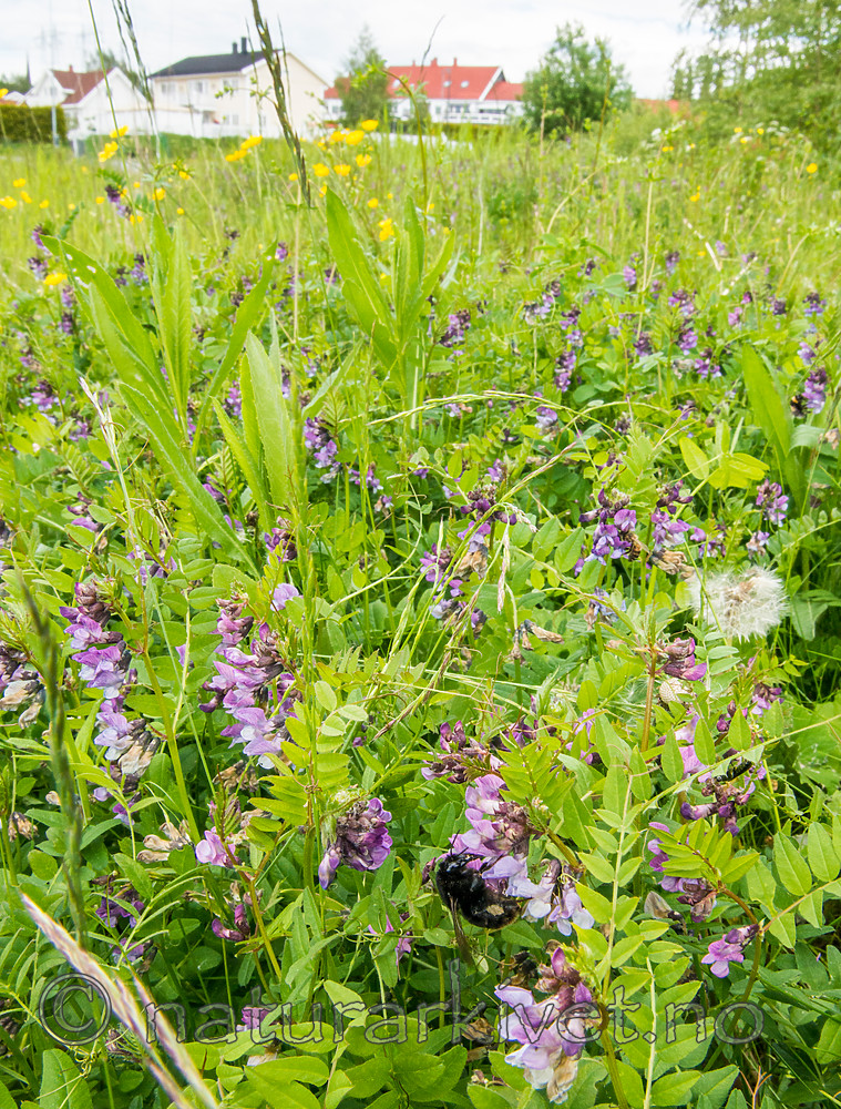 BB 15 0175 / Bombus subterraneus / Slåttehumle <br /> Vicia sepium / Gjerdevikke