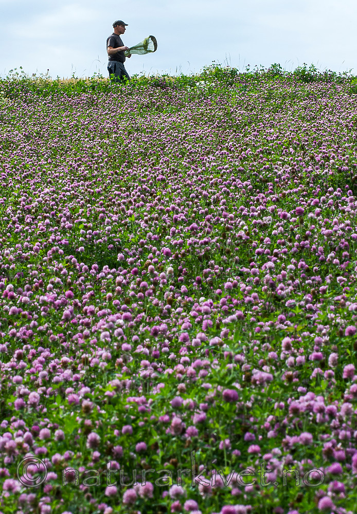 BB 15 0182 / Trifolium pratense / Rødkløver