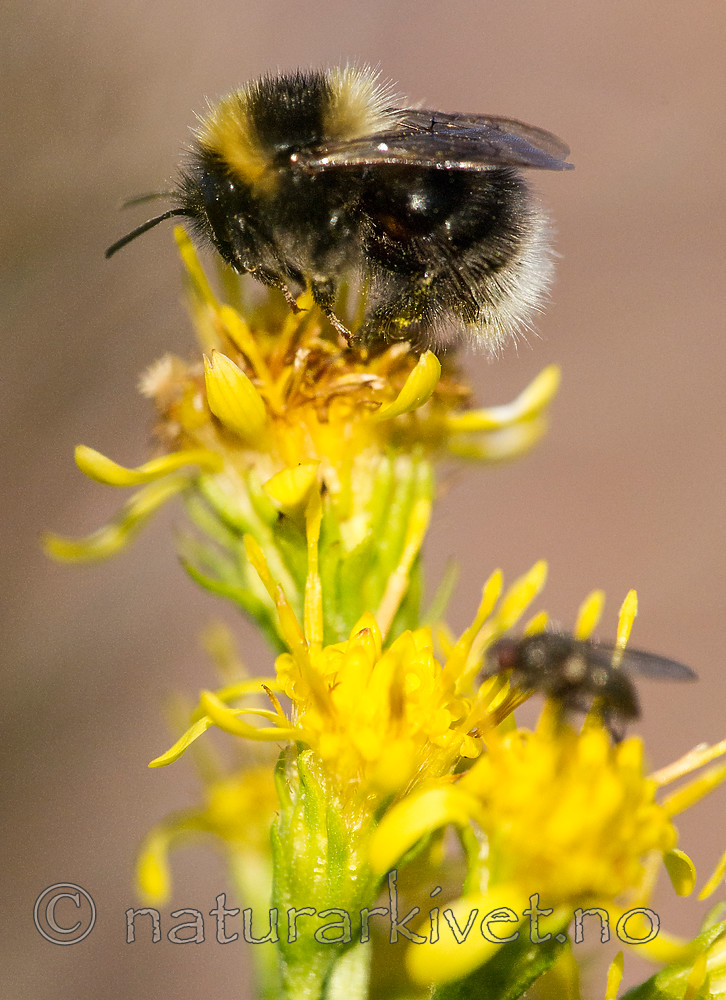 BB 15 0185 / Bombus jonellus / Lynghumle <br /> Solidago virgaurea / Gullris