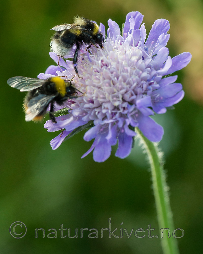 BB 15 0189 / Bombus jonellus / Lynghumle <br /> Bombus pratorum / Markhumle <br /> Knautia arvensis / Rødknapp
