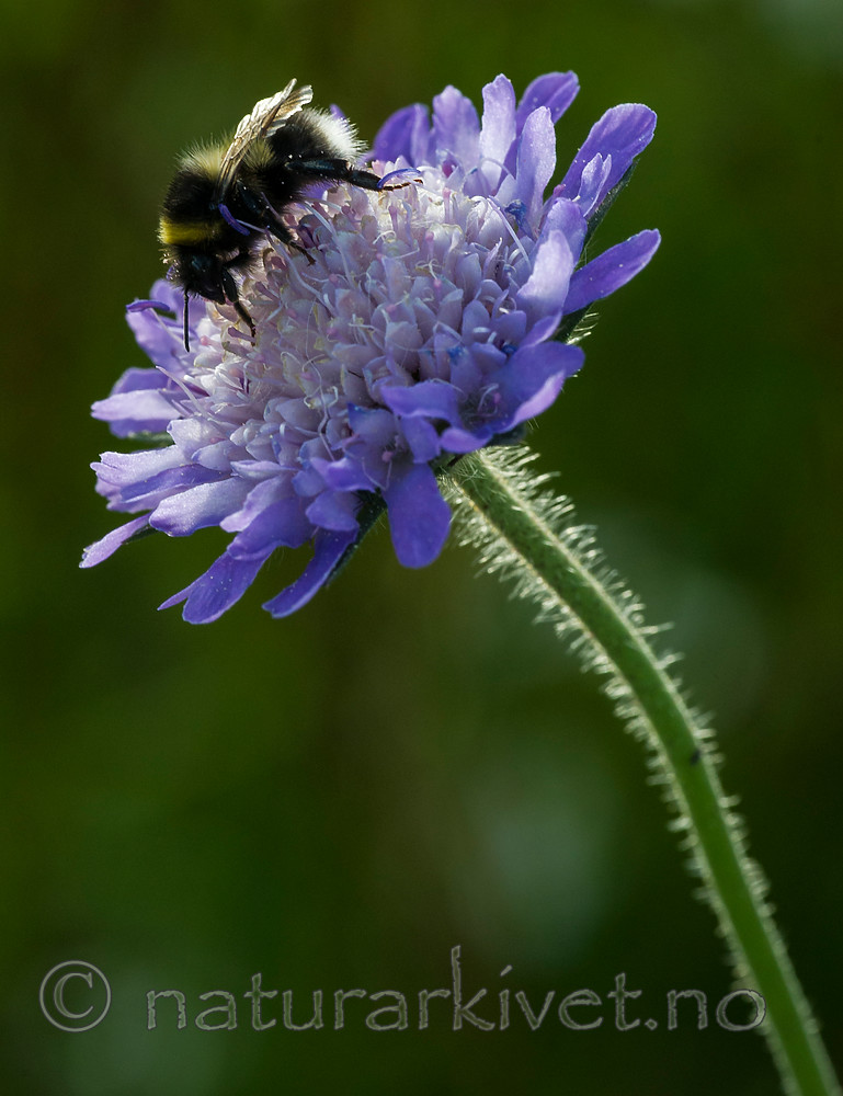 BB 15 0190 / Bombus jonellus / Lynghumle <br /> Knautia arvensis / Rødknapp