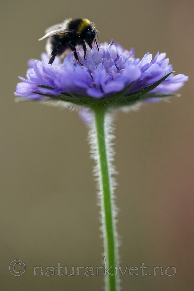 BB 15 0191 / Bombus jonellus / Lynghumle <br /> Knautia arvensis / Rødknapp