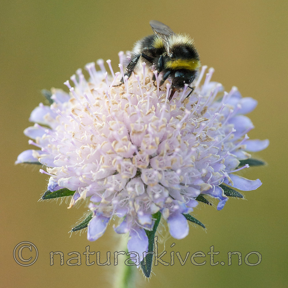 BB 15 0193 / Bombus jonellus / Lynghumle <br /> Knautia arvensis / Rødknapp