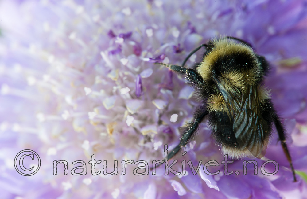 BB 15 0197 / Bombus jonellus / Lynghumle <br /> Knautia arvensis / Rødknapp