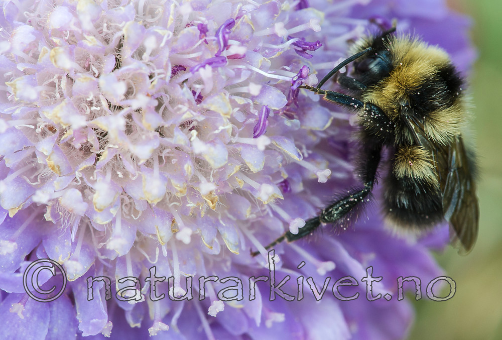 BB 15 0198 / Bombus jonellus / Lynghumle <br /> Knautia arvensis / Rødknapp