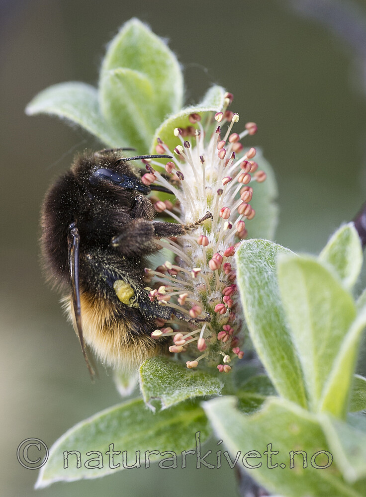 BB 15 0201 / Bombus alpinus / Alpehumle <br /> Bombus monticola / Berghumle <br /> Salix lanata / Ullvier