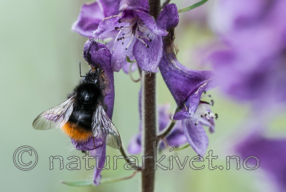 BB 15 0202 / Aconitum lycoctonum / Torhjelm <br /> Bombus wurflenii / Tyvhumle