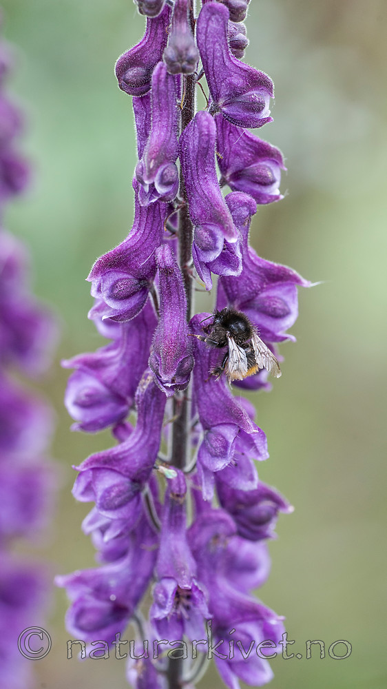 BB 15 0206 / Aconitum lycoctonum / Torhjelm <br /> Bombus wurflenii / Tyvhumle
